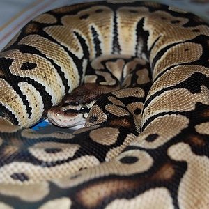 Pastel het ghost.JPG