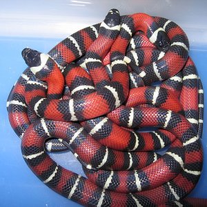 resized_nelsoni x campbelli 004.jpg