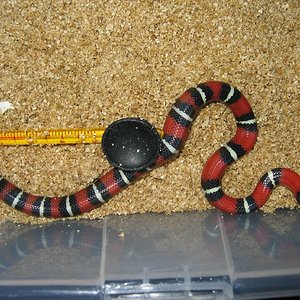 resized_nelsoni x campbelli 002.jpg