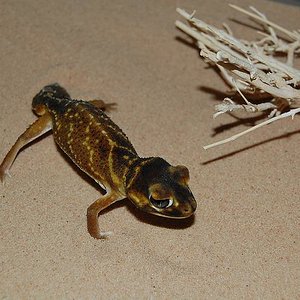 nephrurus levis levis hebra ..JPG