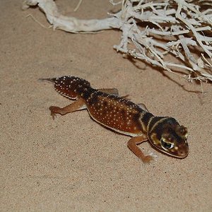 nephrurus levis levis macho.JPG