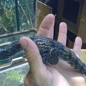 Cria coco nilo 1.jpg