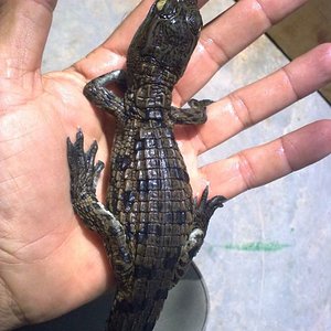 Cria coco nilo 2.jpg