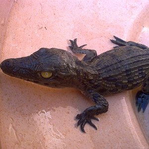 Cria niloticus 1.jpg