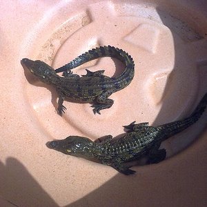 crias niloticus 1.jpg