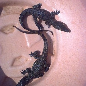 crias niloticus 2.jpg