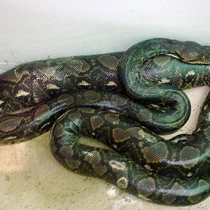 necrosis baytril 1.jpg