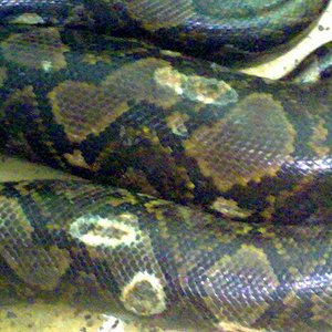 necrosis baytril.jpg