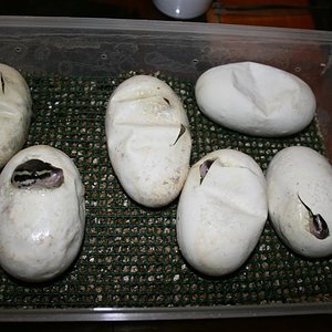 IMG_0120 (Large).jpg