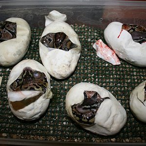 IMG_0127 (Large).jpg