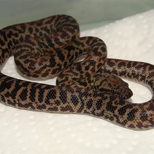 Antaresia (Small).JPG