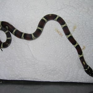 resized_jungle x mexicana 014.jpg