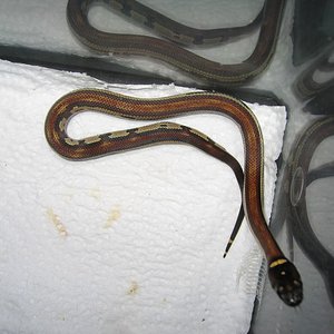 resized_jungle x mexicana 011.jpg