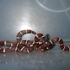 resized_jungle x mexicana 015.jpg