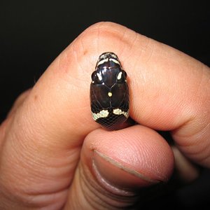 resized_jungle x mexicana 018.jpg