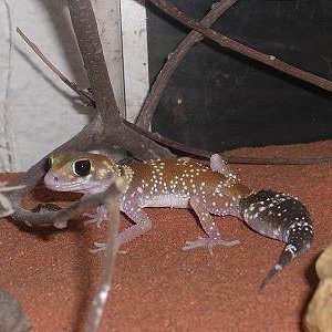 Vista general milli en terrario.JPG