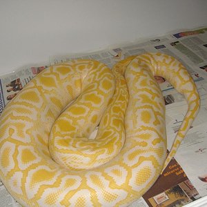 hembra albina pq.JPG