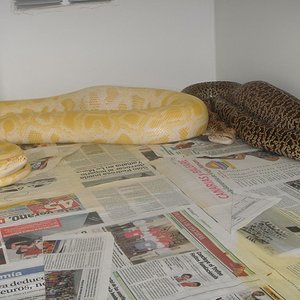 granito  albina pq.JPG