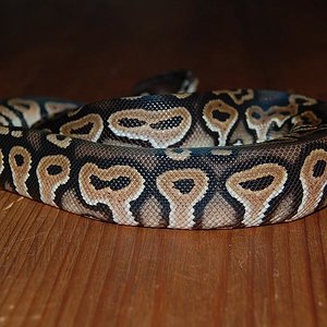 cinnamon pastel hembra ...JPG