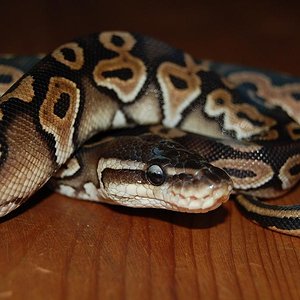 cinnamon pastel hembra ..JPG