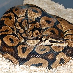 pastel het ghost macho.JPG