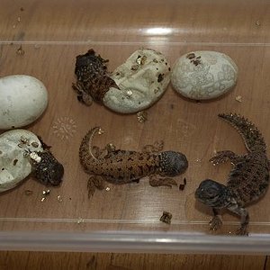 pequeños uromastyx.jpg