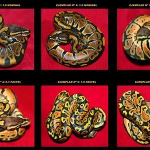 regiuspastelnc09comp (Large).jpg