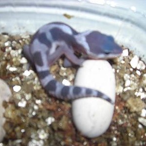 posible snow ....JPG