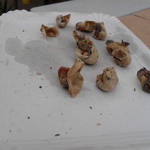 Copia de SDC10058.JPG