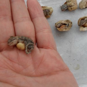 Copia de SDC10059.JPG