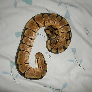 arenis  21 de septiembre de 2009 p9210057-reducido.jpg