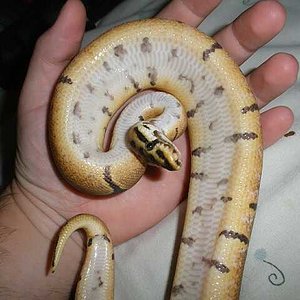 arenis  21 de septiembre de 2009 p9210058-reducido.jpg