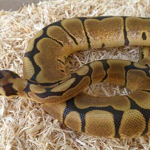 arenis  21 de septiembre de 2009 p9210062-reducido.jpg