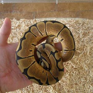 arenis  21 de septiembre de 2009 p9210064-reducido.jpg