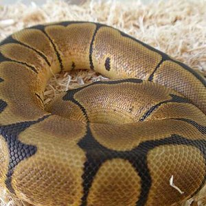 arenis  21 de septiembre de 2009 p9210073-reducido.jpg