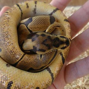 arenis  21 de septiembre de 2009 p9210070-reducido.jpg