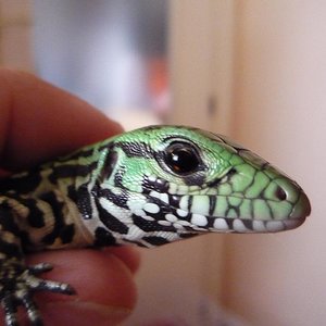 Copia de P1000782.JPG