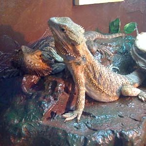 chanante y obama.jpg