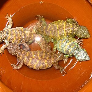 Copia de IMG_1747.JPG