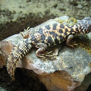 Copia de IMG_1763.JPG