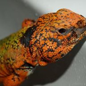 uromastyx naranja.jpg