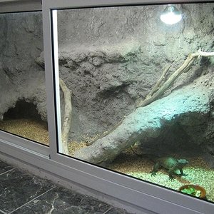 terrari cyclura.jpg
