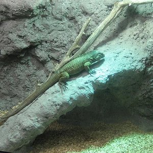 IMG_0639 - copia.JPG