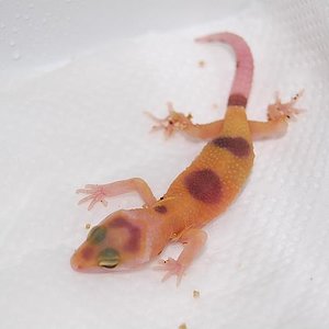 sunglow tremper enigma 66 % het nova X tremer enigma 66% het nova.JPG
