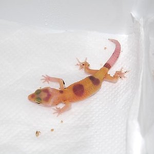 sunglow tremper enigma X tremper enigma.JPG