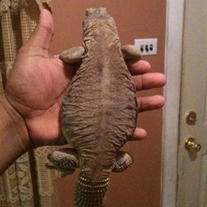 foto87382587 (Small).jpg