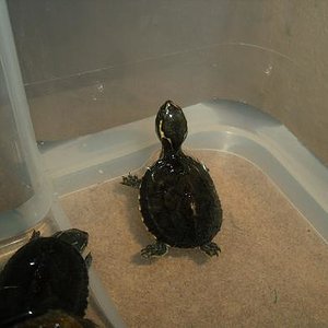 sternotherus adoratus 1.JPG