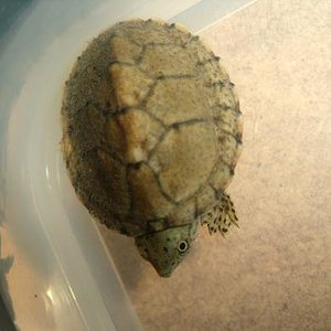 sternotherus carinatus 1.JPG