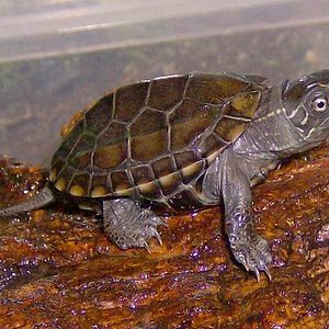 Chinemys reveesi 16.jpg