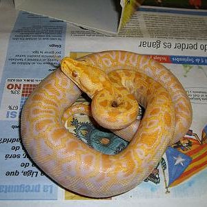 Hembra het_grant_alb.JPG